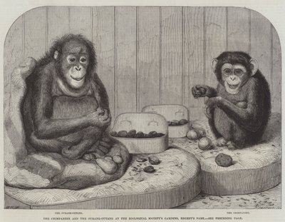 De chimpansee en de orang-oetan in de tuinen van de Zoological Society, Regent